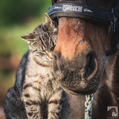 STADNINA - ZWIERZĘTA