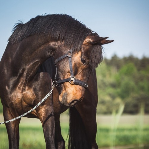 STADNINA - ZWIERZĘTA (1)